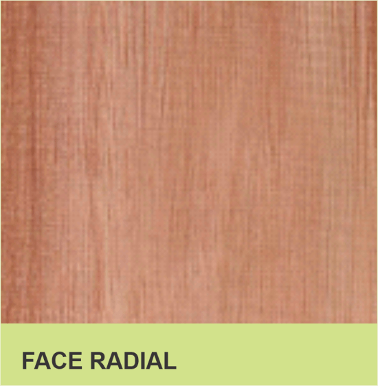 FACE RADIAL