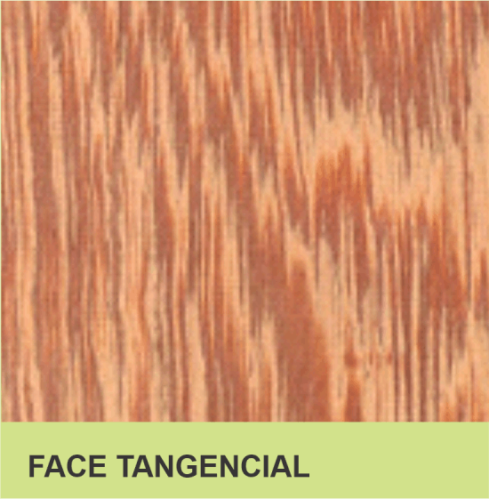 FACE TANGENCIAL
