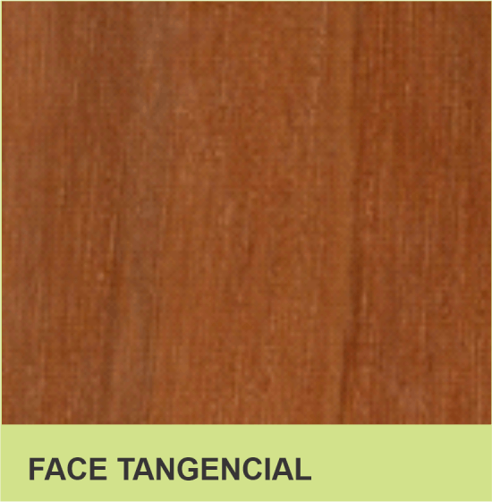 FACE TANGENCIAL