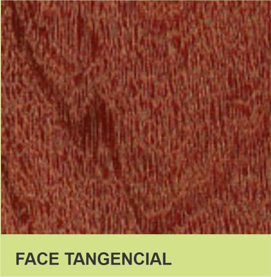 FACE TANGENCIAL