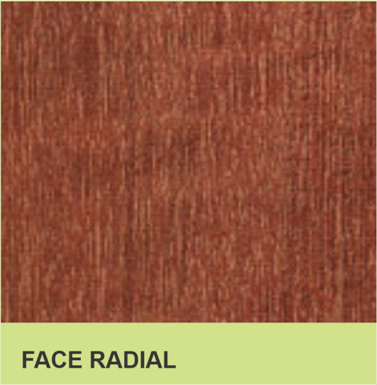 FACE RADIAL