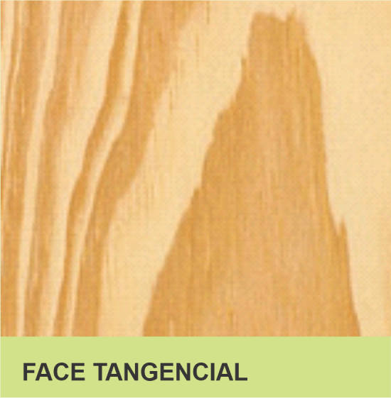 FACE TANGENCIAL